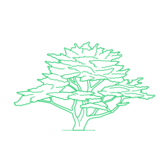Plants Cypresses Monterey Cypress Sketch Svg Vector, Free Vectors File